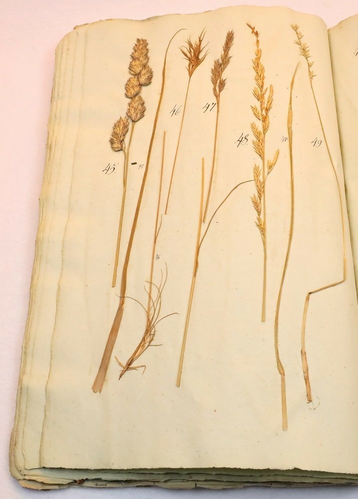 Plante nr. 49 frå Ivar Aasen sitt herbarium.  

Planten er av same art som nr. 48 i herbariet.