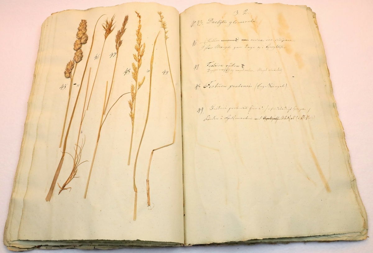 Plante nr. 49 frå Ivar Aasen sitt herbarium.  

Planten er av same art som nr. 48 i herbariet.