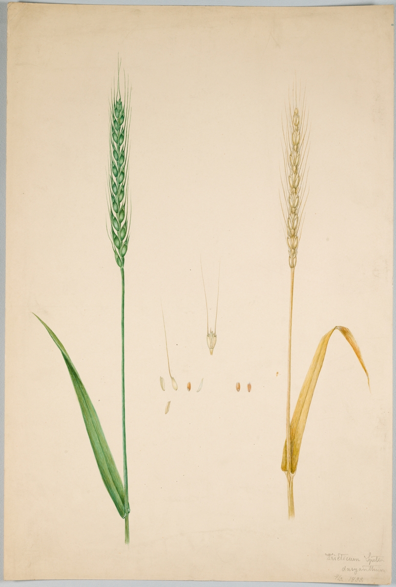 Sveriges kulturväxter. Illustration utförd av Henriette Sjöberg. Vete, spelt. Påskrift med blyerts på framsidan "Triticum Spelta dasyanthum 4/9 1893.". Troligen odlat Experimentalfältet. I Kungliga Skogs och Lantbruksakademiens (KSLA) bibliotek (stämplad på baksidan). Signerad "HS. 1893. Exp.".