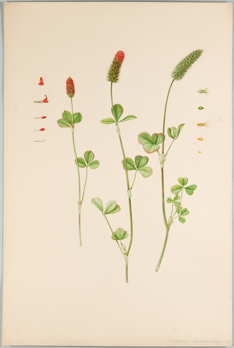 Sveriges kulturväxter. Illustration utförd av Henriette Sjöberg. Klöver, Blodklöver. Påskrift med blyerts på framsidan "Trifolium incarnatum 1894.". Troligen odlad Experimentalfältet. I Kungliga Skogs och Lantbruksakademiens (KSLA) bibliotek (stämplad på baksidan). Signerad "H.S. 1894. Exp.".