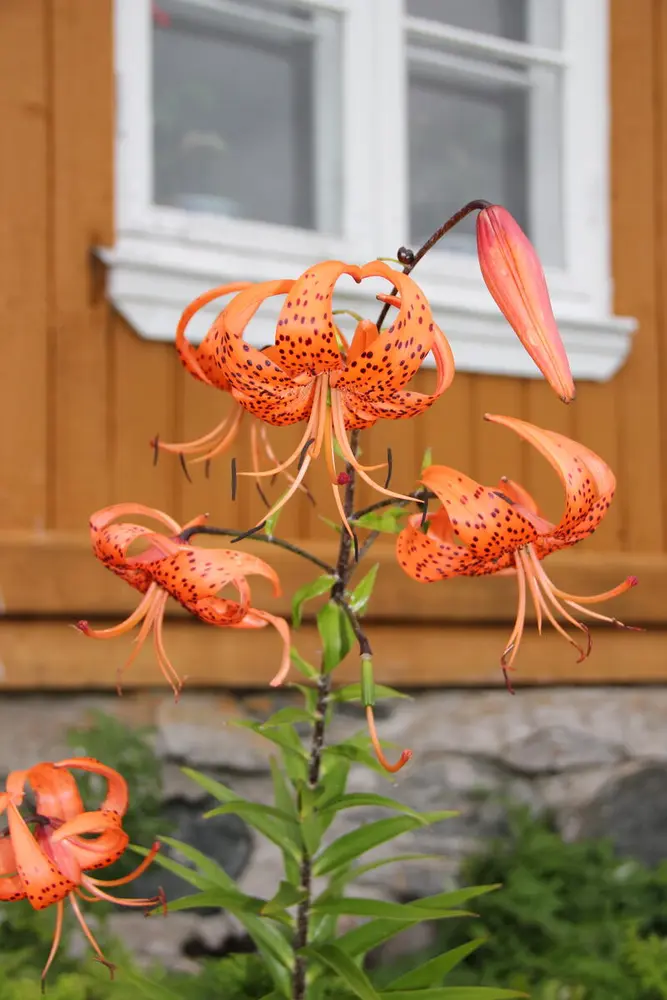 Oransje tigerliljer foran Austun på Eidskog bygdetun Almenninga.