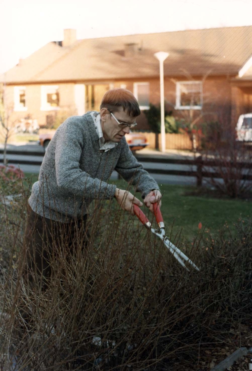 Lennart Larsson klipper sin häck i Skövde