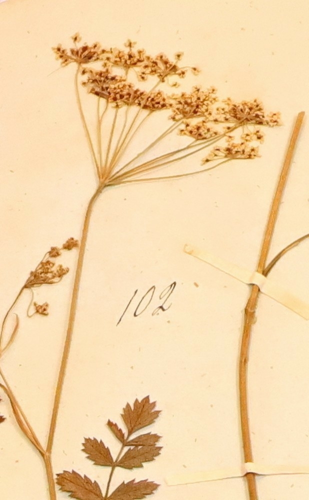 Plante nr. 102 frå Ivar Aasen sitt herbarium.  

Planten er av same art som nr. 103 i herbariet.