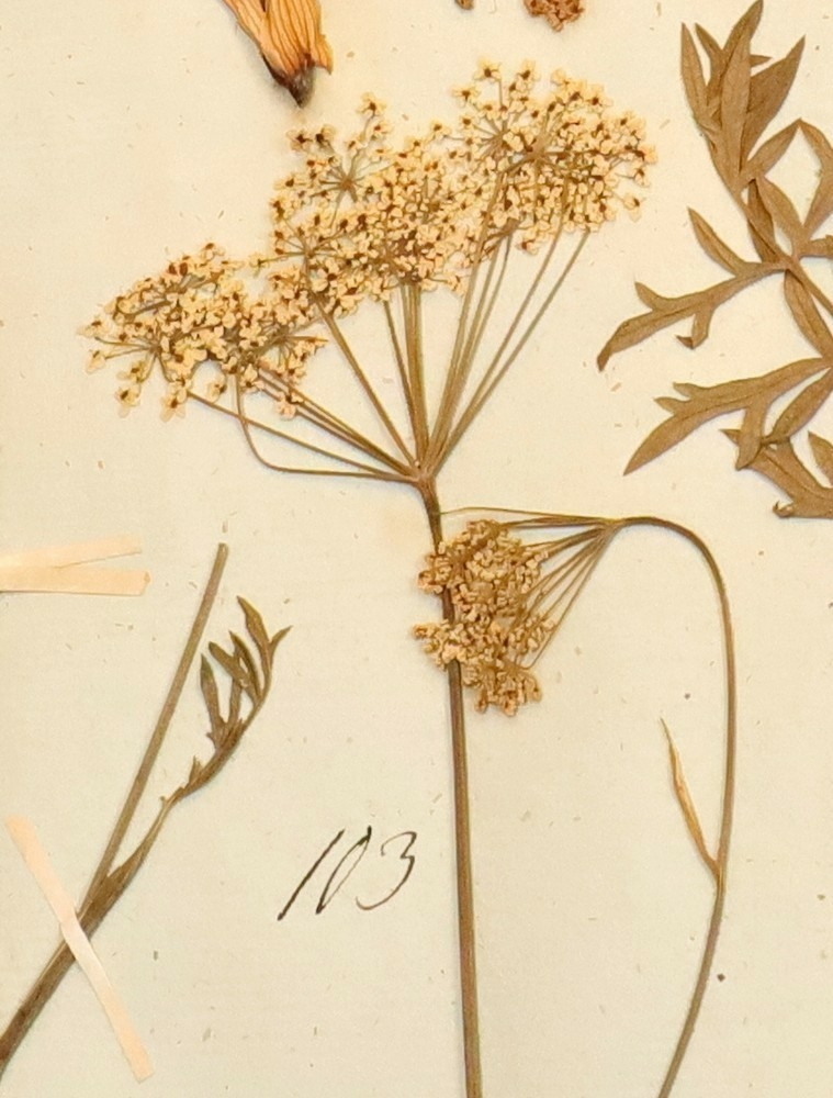 Plante nr. 103 frå Ivar Aasen sitt herbarium.  

Planten er av same art som nr. 102 i herbariet.