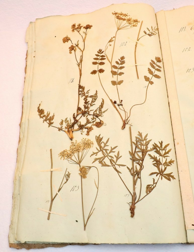 Plante nr. 102 frå Ivar Aasen sitt herbarium.  

Planten er av same art som nr. 103 i herbariet.