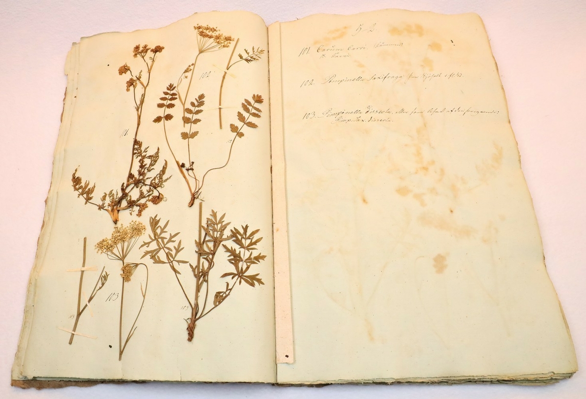 Plante nr. 102 frå Ivar Aasen sitt herbarium.  

Planten er av same art som nr. 103 i herbariet.