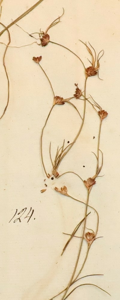 Plante nr. 124 frå Ivar Aasen sitt herbarium.  

Planten er av same art som nr. 123 i herbariet.