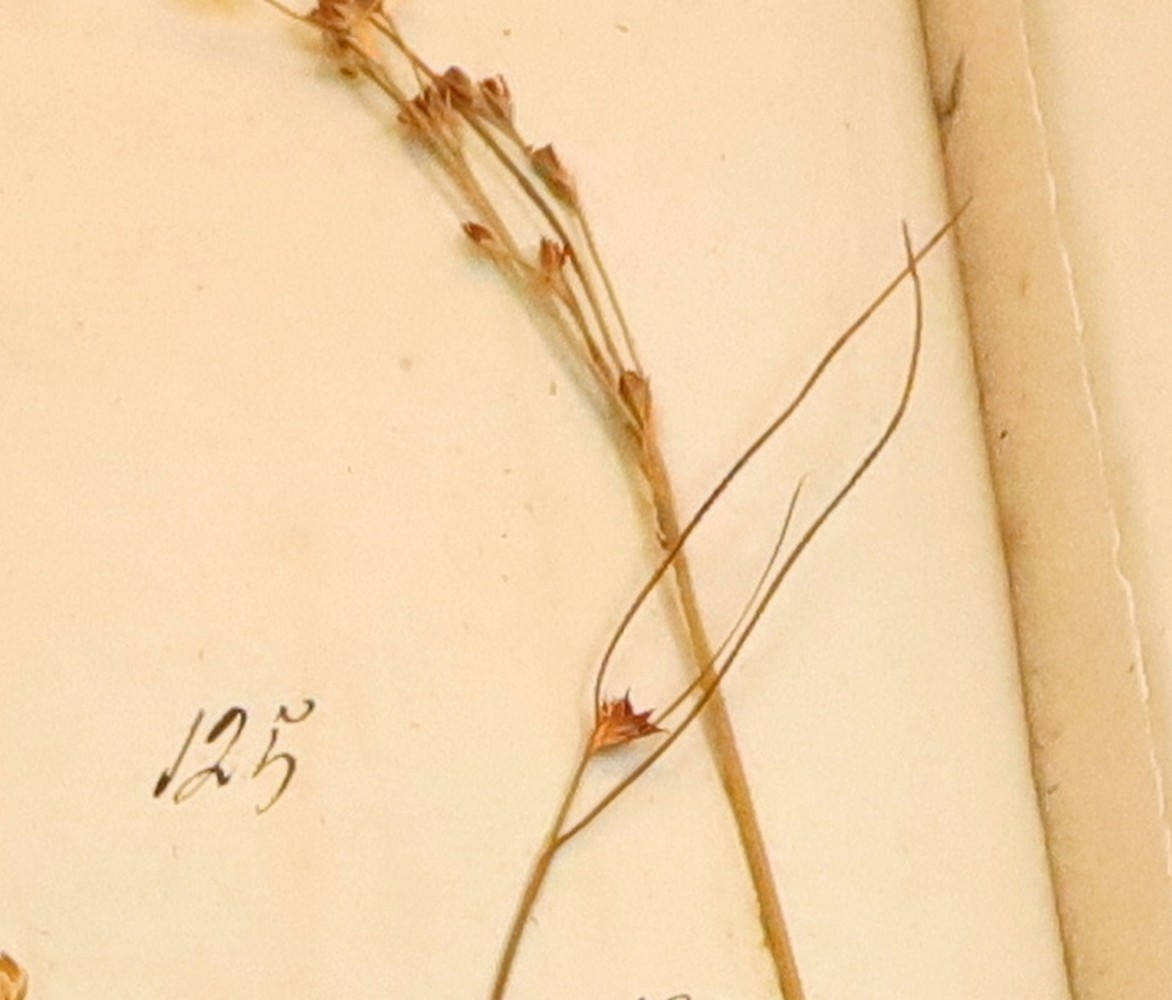 Plante nr. 125 frå Ivar Aasen sitt herbarium.  