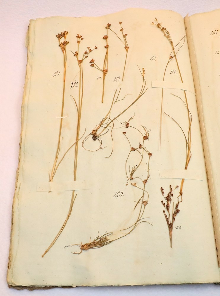 Plante nr. 124 frå Ivar Aasen sitt herbarium.  

Planten er av same art som nr. 123 i herbariet.