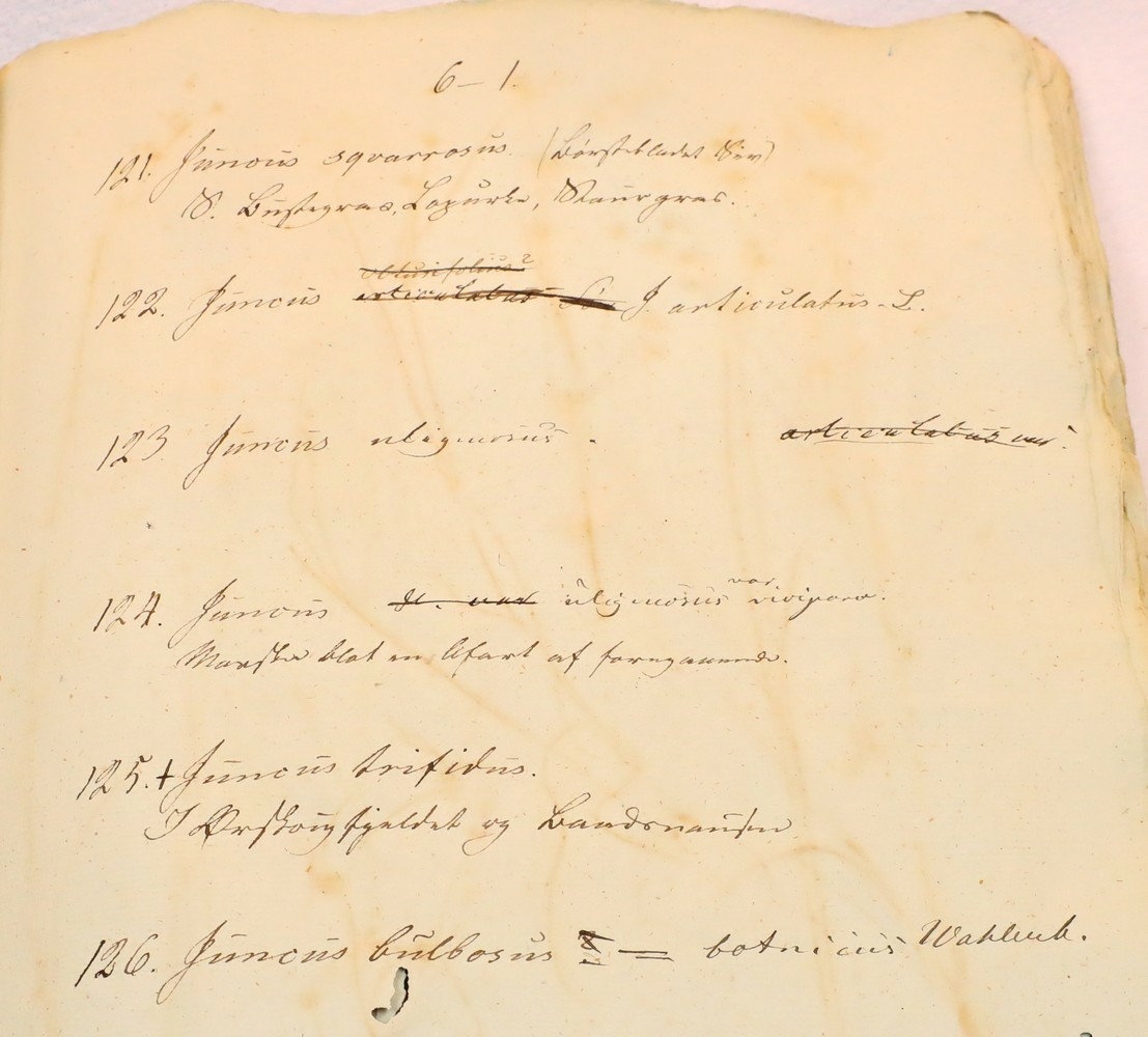 Plante nr. 124 frå Ivar Aasen sitt herbarium.  

Planten er av same art som nr. 123 i herbariet.