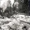 Skogsavverkning i Böda. Skogsmaskinen 