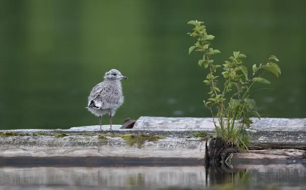 Foto av en ungfiskemåke på en flåte ute på vannet