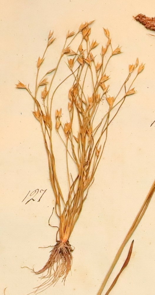 Plante nr. 127 frå Ivar Aasen sitt herbarium.  