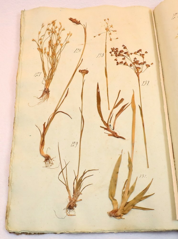 Plante nr. 127 frå Ivar Aasen sitt herbarium.  