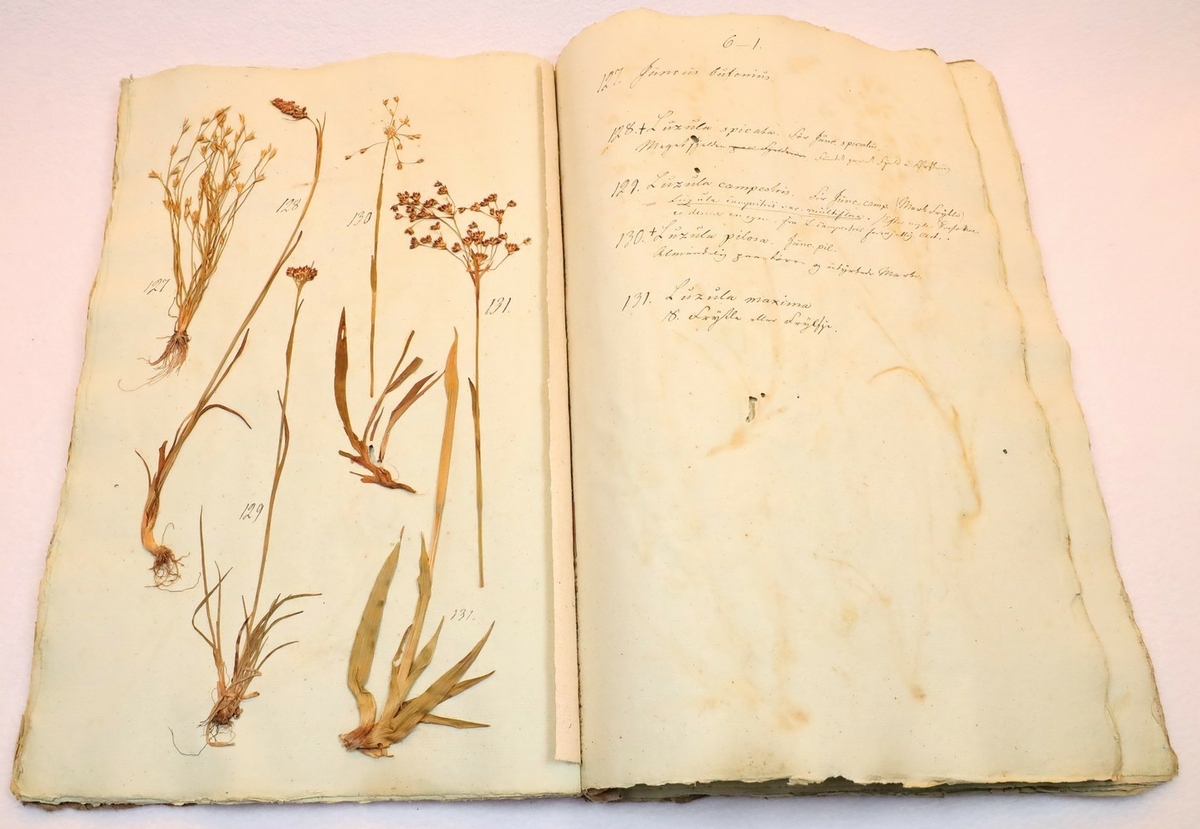 Plante nr. 127 frå Ivar Aasen sitt herbarium.  