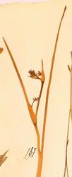 Ivar Aasens herbarium