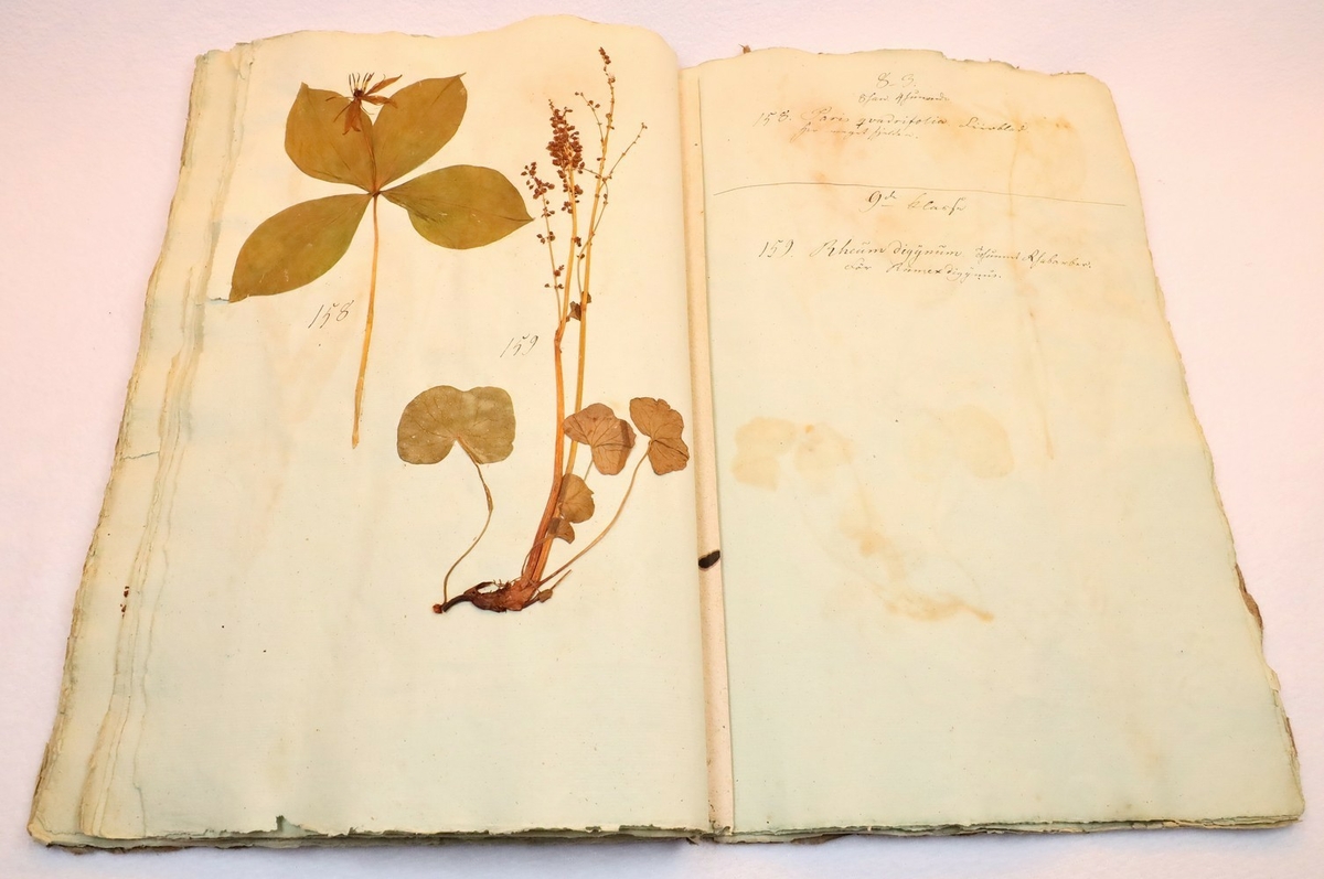 Plante nr. 159 frå Ivar Aasen sitt herbarium.  