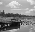 Förvaring av timmer till sågverket. Spikbryggan i förgrunden.