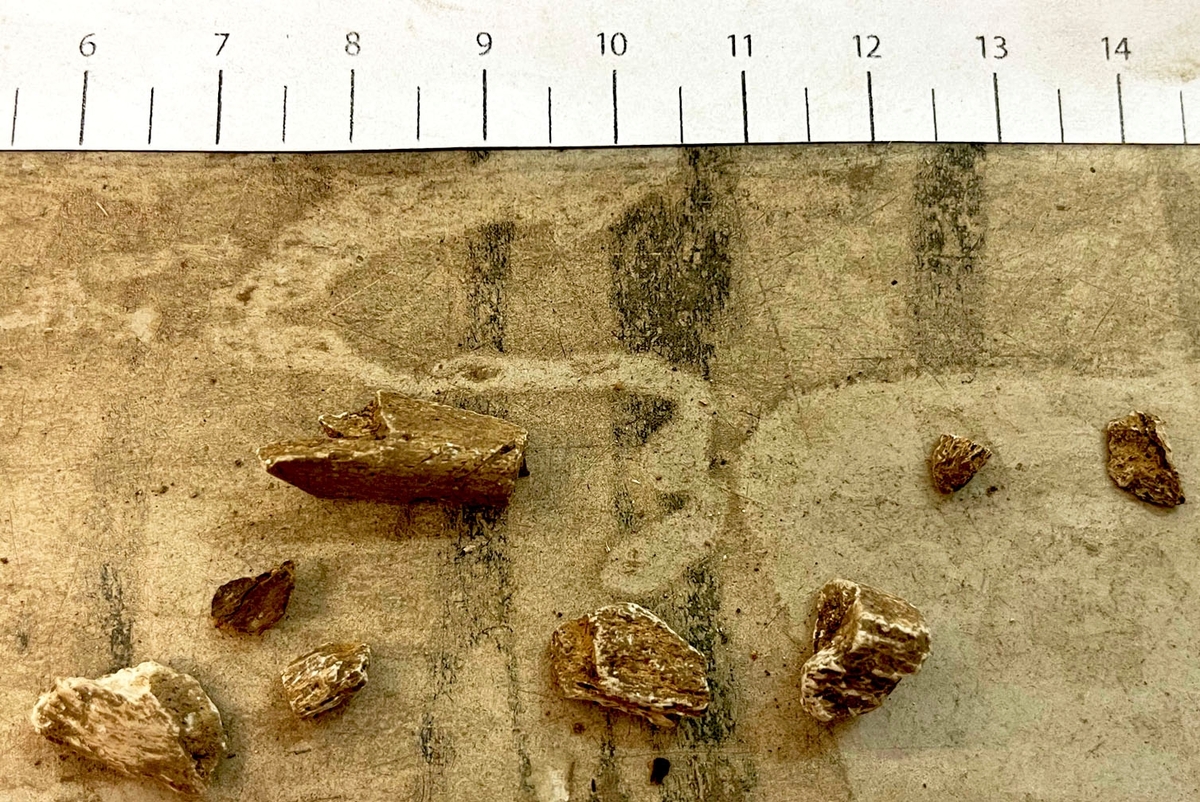 Osteologiskt material från undersökningen vid Åsen, Kolbäck 1962-1963