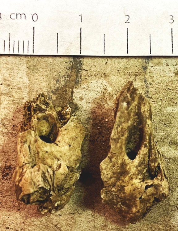 Osteologiskt material från undersökningen vid Åsen, Kolbäck 1968-1970