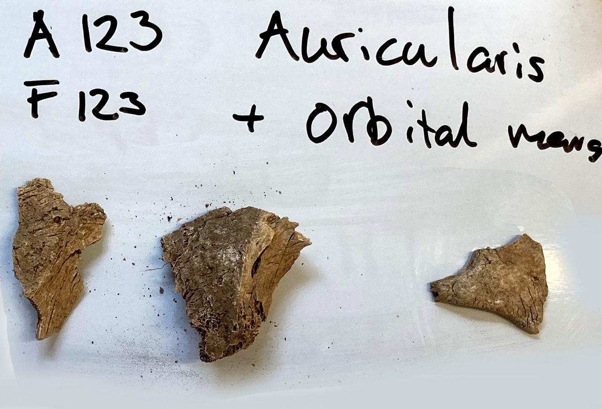 Osteologiskt material från undersökningen vid Åsen, Kolbäck 1968-1970