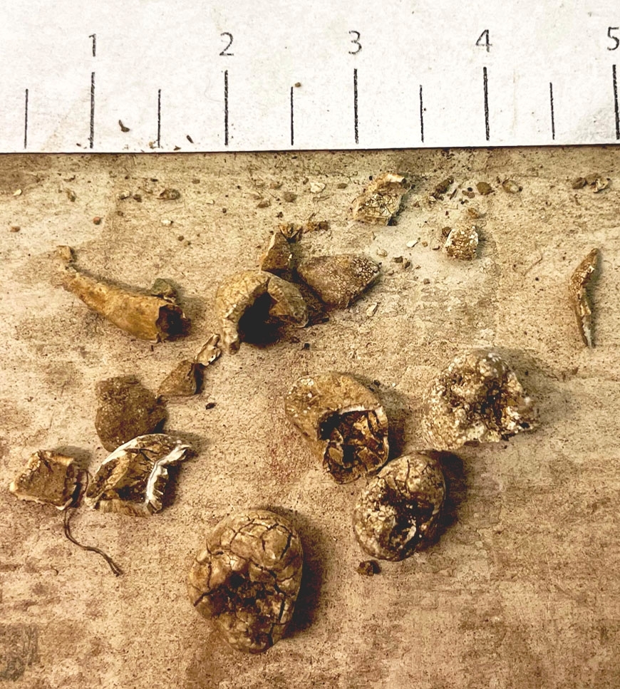 Osteologiskt material från undersökningen vid Åsen, Kolbäck 1968-1970