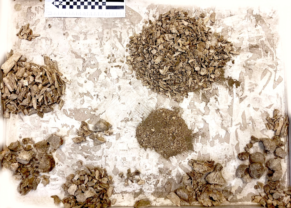 Osteologiskt material från undersökningen vid Åsen, Kolbäck 1968-1970