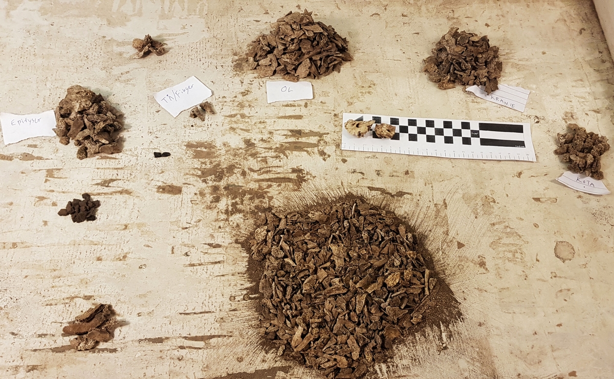 Osteologiskt material från undersökningen vid Åsen, Kolbäck 1968-1970