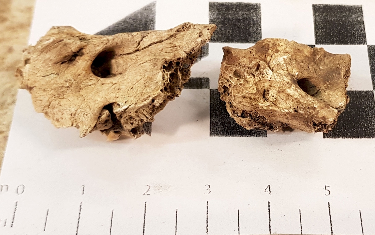 Osteologiskt material från undersökningen vid Åsen, Kolbäck 1968-1970