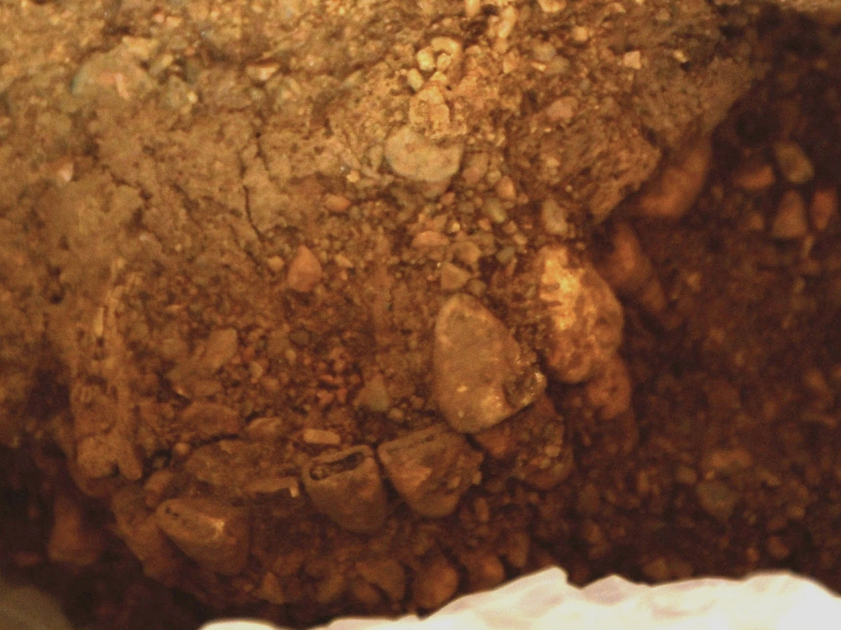 Osteologiskt material från undersökningen vid Åsen, Kolbäck 1968-1970