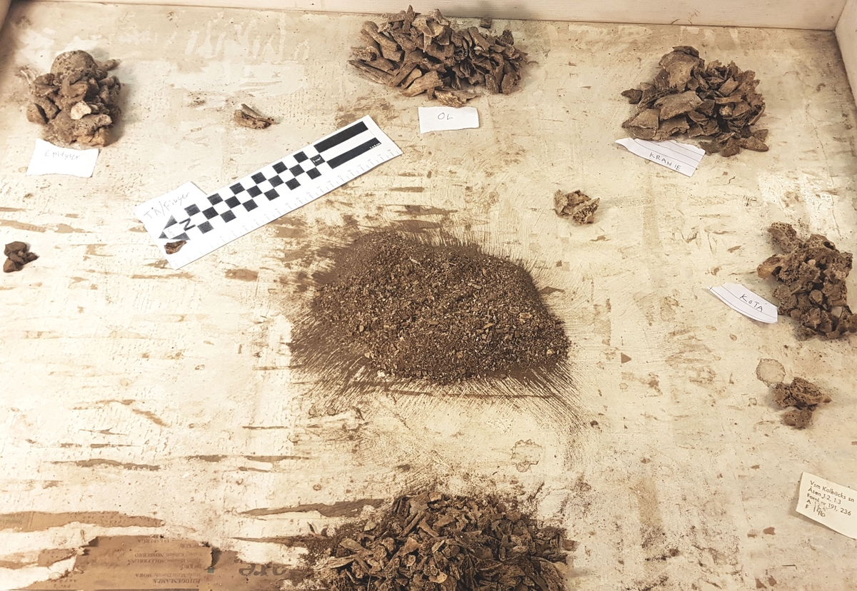 Osteologiskt material från undersökningen vid Åsen, Kolbäck 1968-1970