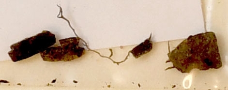 Osteologiskt material från undersökningen vid Åsen, Kolbäck 1968-1970