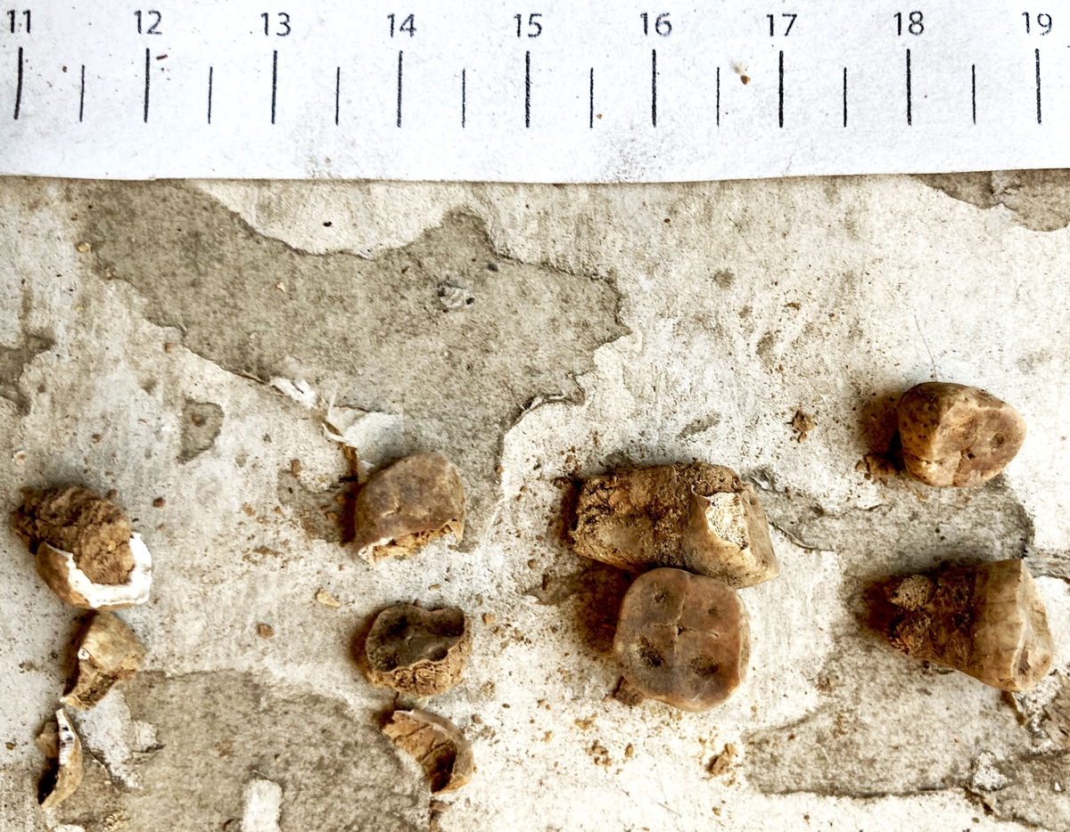 Osteologiskt material från undersökningen vid Åsen, Kolbäck 1968-1970