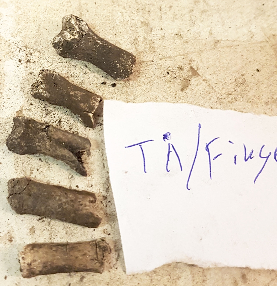 Osteologiskt material från undersökningen vid Åsen, Kolbäck 1968-1970