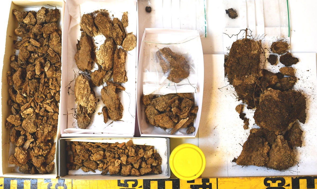 Osteologiskt material från undersökningen vid Åsen, Kolbäck 1968-1970