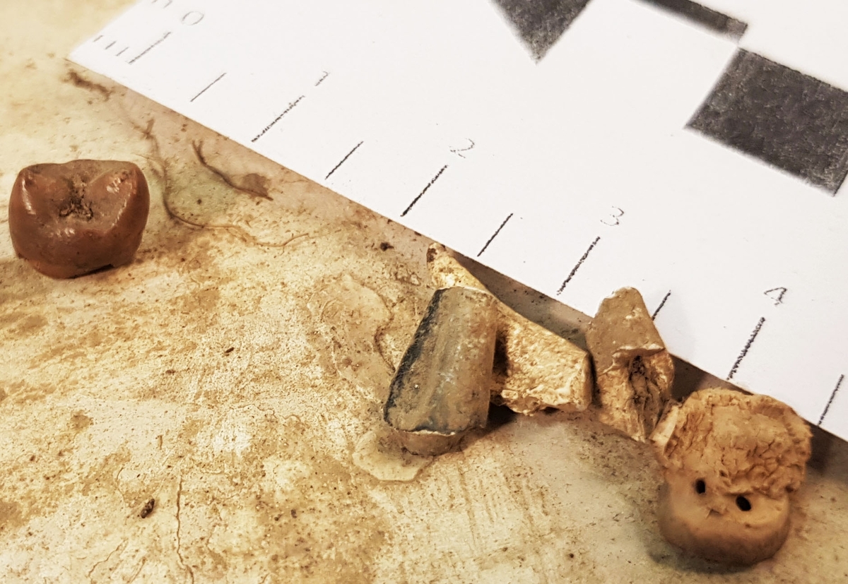 Osteologiskt material från undersökningen vid Åsen, Kolbäck 1968-1970