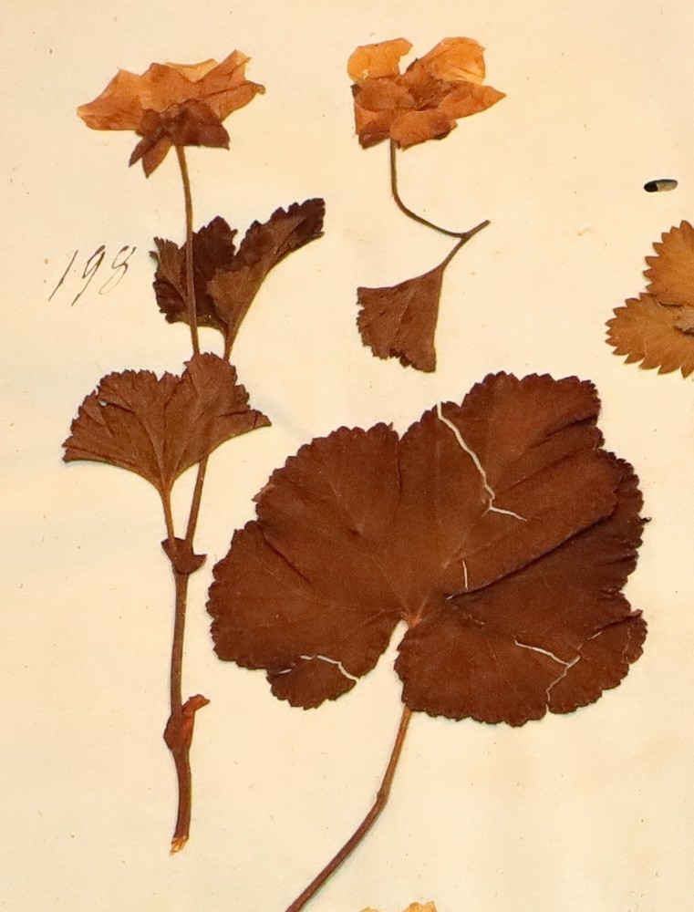 Plante nr. 198 frå Ivar Aasen sitt herbarium.  