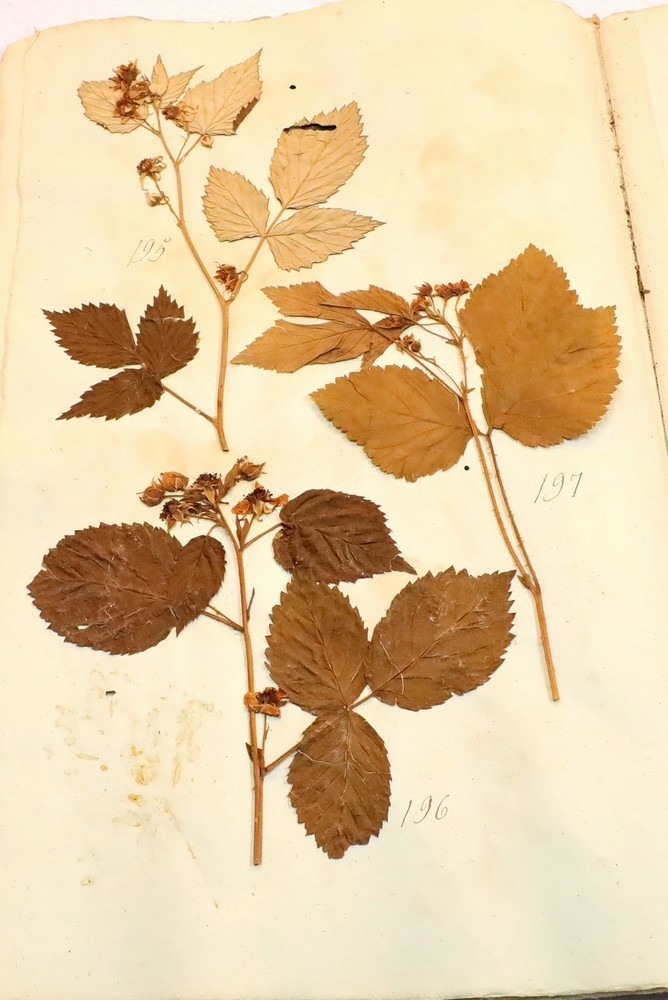 Plante nr. 196 frå Ivar Aasen sitt herbarium.  