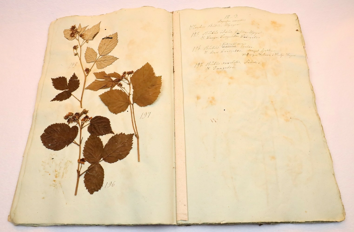 Plante nr. 196 frå Ivar Aasen sitt herbarium.  