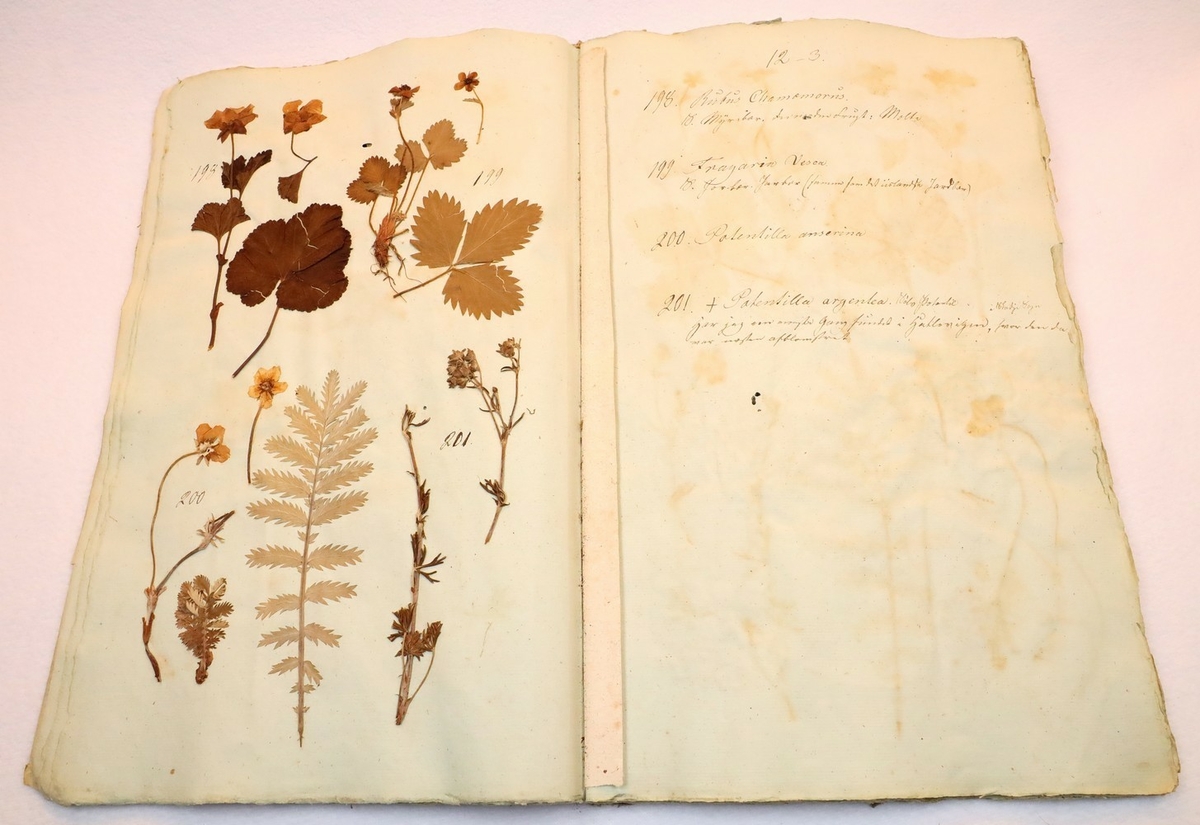 Plante nr. 198 frå Ivar Aasen sitt herbarium.  