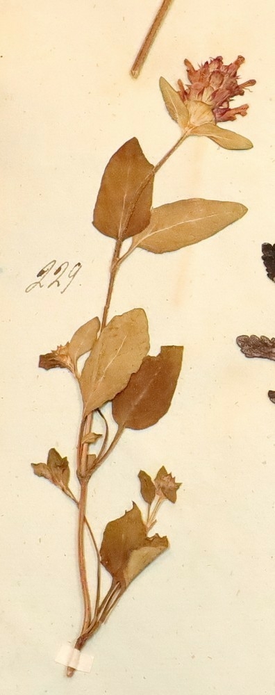 Plante nr. 229 frå Ivar Aasen sitt herbarium.  