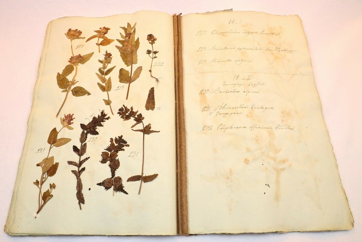 Plante nr. 229 frå Ivar Aasen sitt herbarium.  