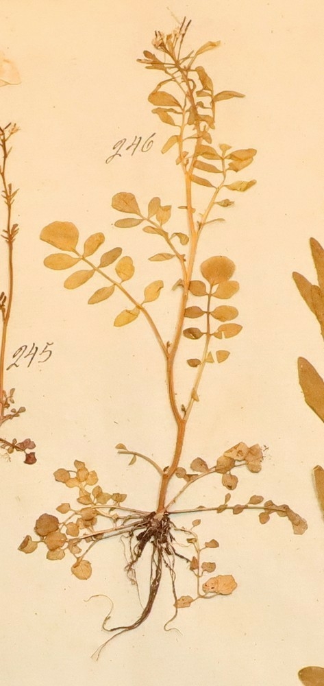 Plante nr. 246 frå Ivar Aasen sitt herbarium.  

Planten er av same art som nr. 245 i herbariet.