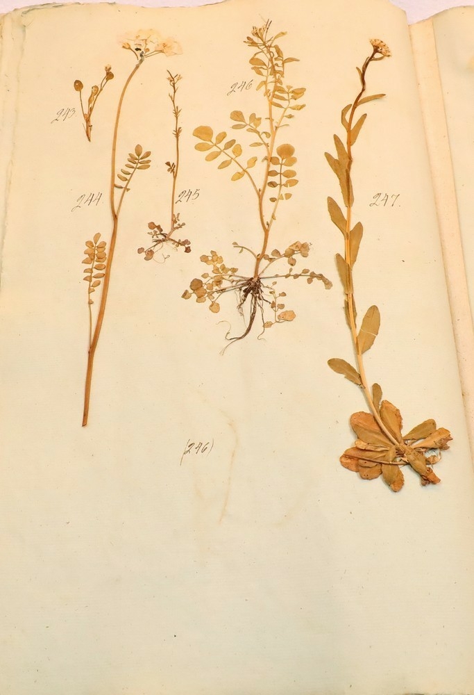 Plante nr. 246 frå Ivar Aasen sitt herbarium.  

Planten er av same art som nr. 245 i herbariet.