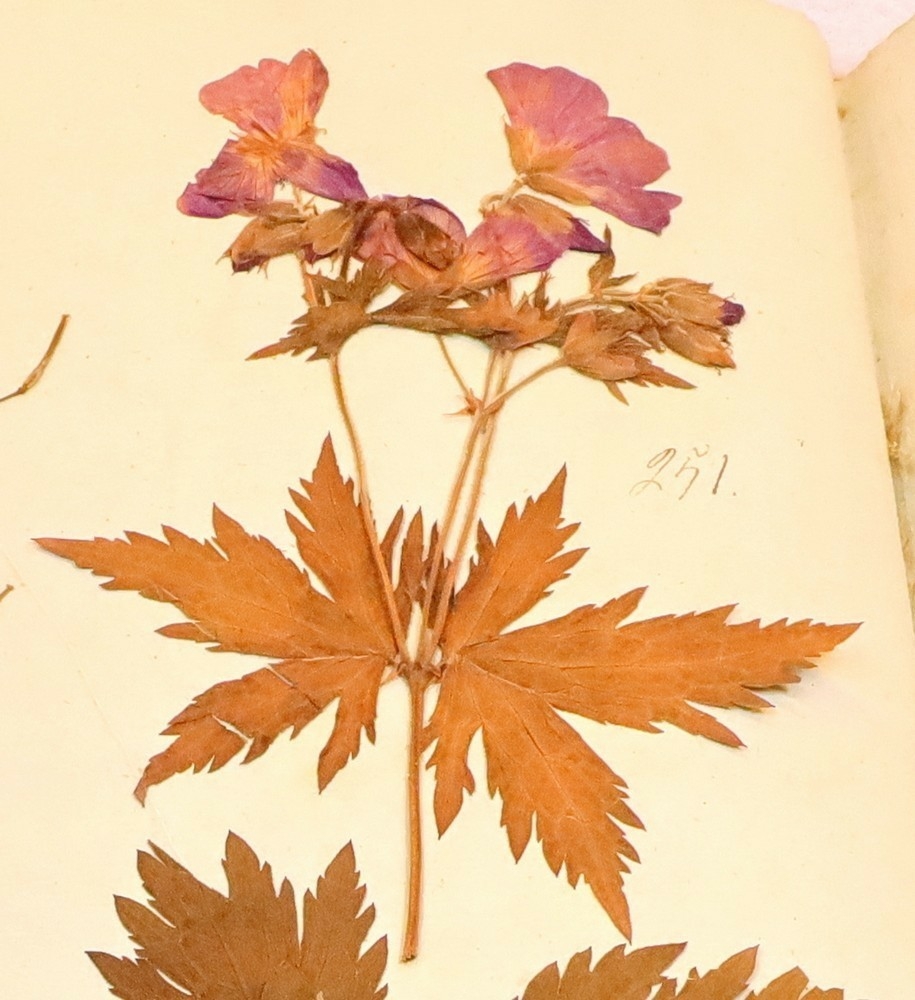 Plante nr. 251 frå Ivar Aasen sitt herbarium.  