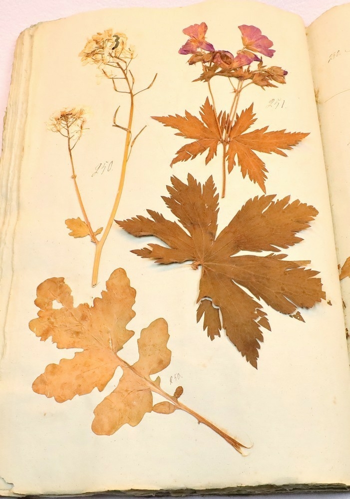 Plante nr. 251 frå Ivar Aasen sitt herbarium.  