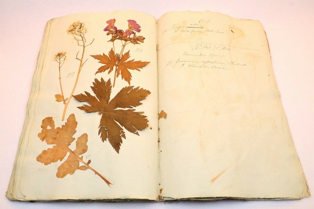 Plante nr. 251 frå Ivar Aasen sitt herbarium.  