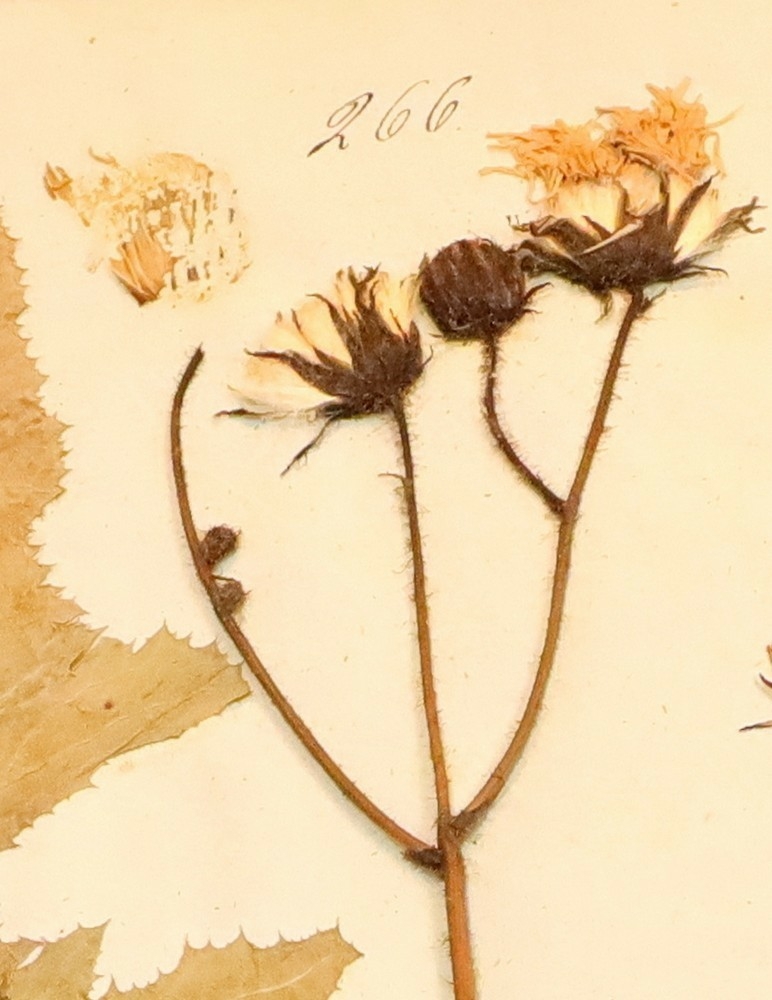 Plante nr. 266 frå Ivar Aasen sitt herbarium.  
