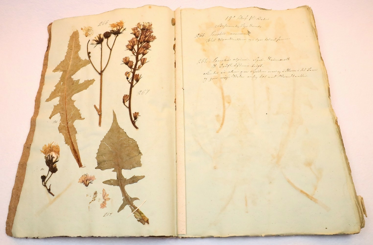 Plante nr. 267 frå Ivar Aasen sitt herbarium.  

Planten er av same art som nr. 268 i herbariet
