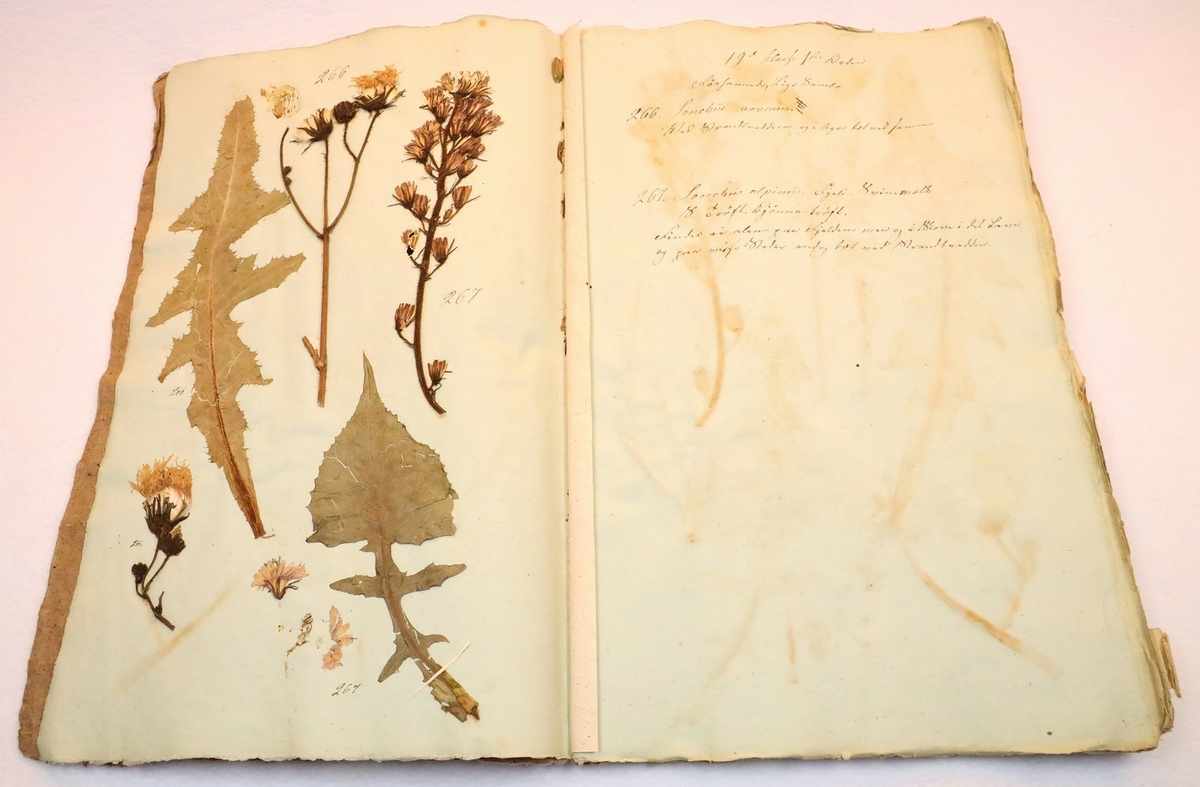 Plante nr. 266 frå Ivar Aasen sitt herbarium.  